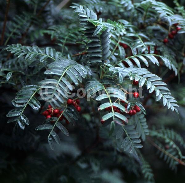 White blooms; Deciduous; Broadleaf