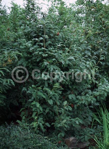 White blooms; Deciduous; Broadleaf