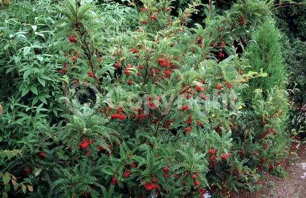 White blooms; Deciduous; Broadleaf