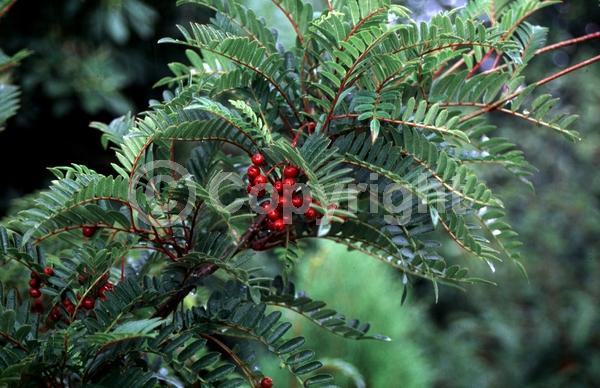 White blooms; Deciduous; Broadleaf