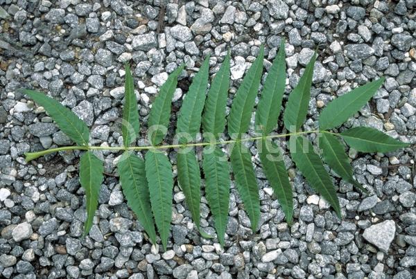White blooms; Deciduous; Broadleaf