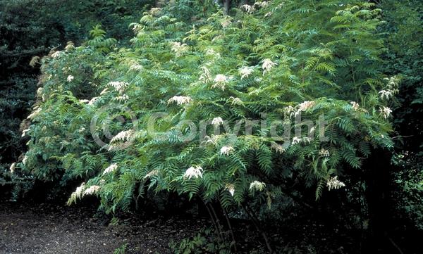 White blooms; Deciduous; Broadleaf