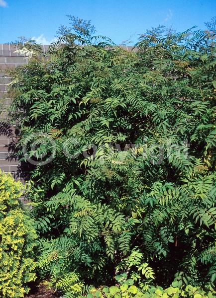 White blooms; Deciduous; Broadleaf