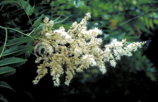 White blooms; Deciduous; Broadleaf