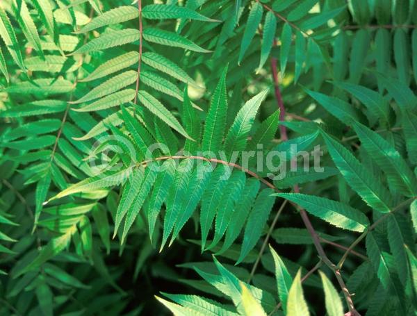 White blooms; Deciduous; Broadleaf