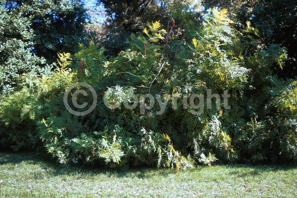 White blooms; Deciduous; Broadleaf