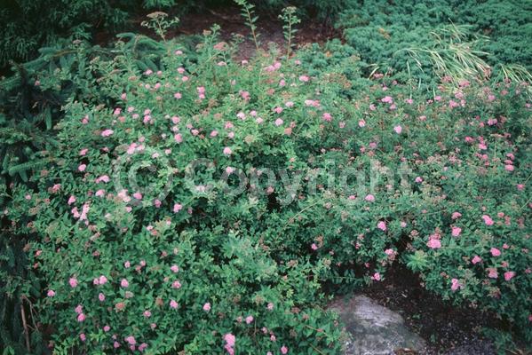 Pink blooms; Deciduous