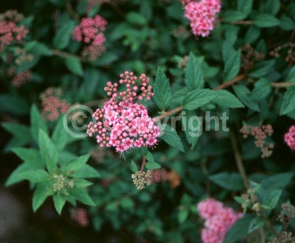 Pink blooms; Deciduous