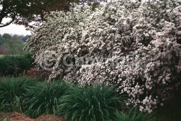 White blooms; Deciduous; Broadleaf