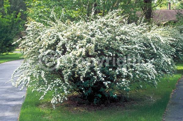 White blooms; Deciduous; Broadleaf