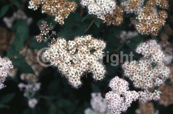 White blooms; Pink blooms; Deciduous