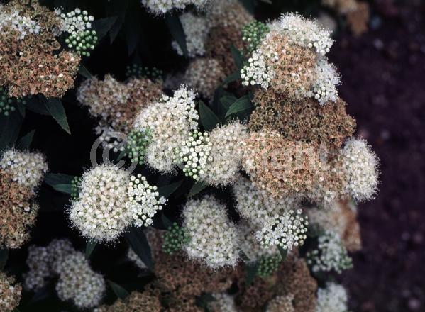 White blooms; Pink blooms; Deciduous