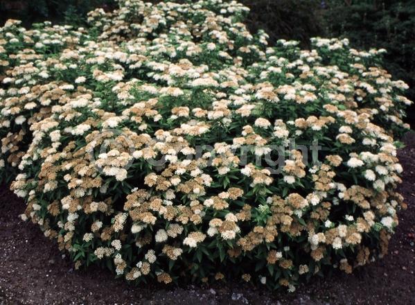 White blooms; Pink blooms; Deciduous