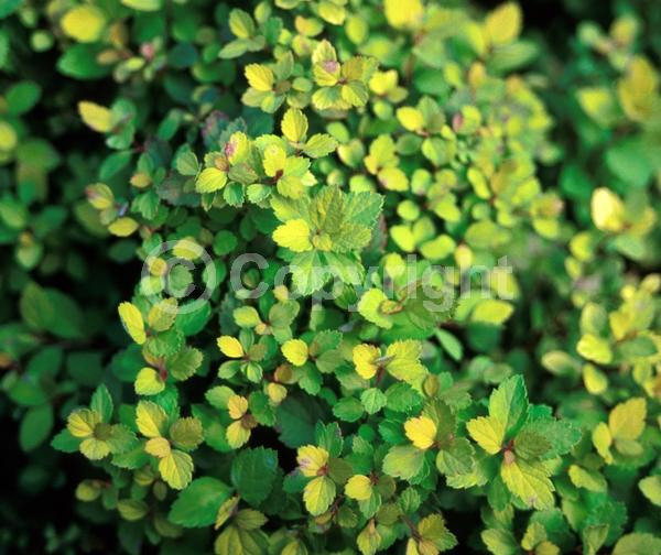 Pink blooms; Deciduous