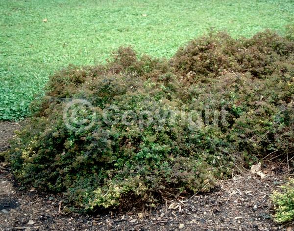 Pink blooms; Deciduous