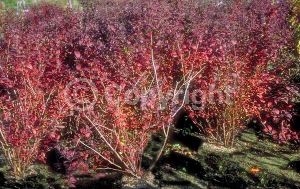 Pink blooms; Deciduous; Broadleaf