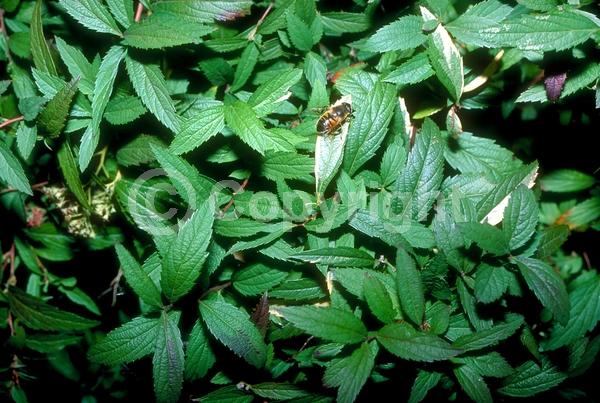 Pink blooms; Deciduous; Broadleaf