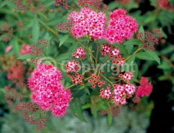 Pink blooms; Deciduous; Broadleaf