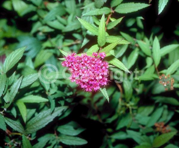Pink blooms; Deciduous; Broadleaf