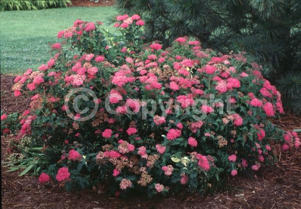 Pink blooms; Deciduous