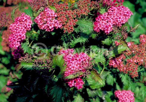 Pink blooms; Deciduous; Broadleaf