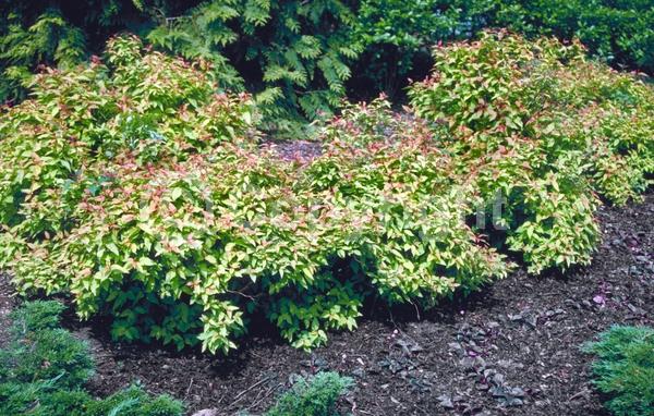 Pink blooms; Deciduous; Broadleaf