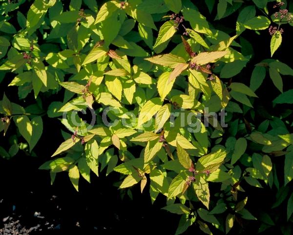 Pink blooms; Deciduous; Broadleaf