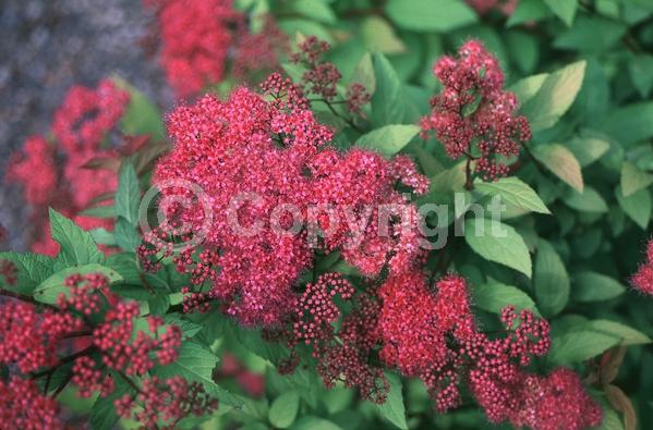 Pink blooms; Deciduous; Broadleaf