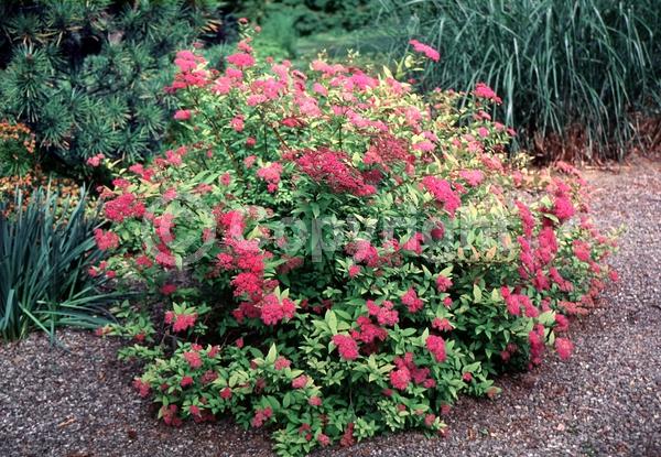 Pink blooms; Deciduous; Broadleaf