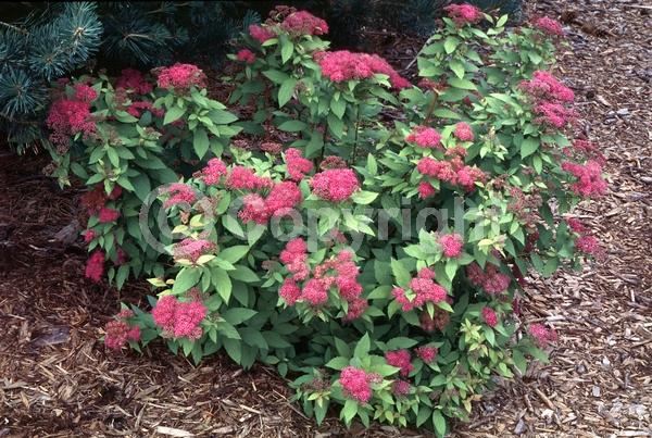 Pink blooms; Deciduous; Broadleaf