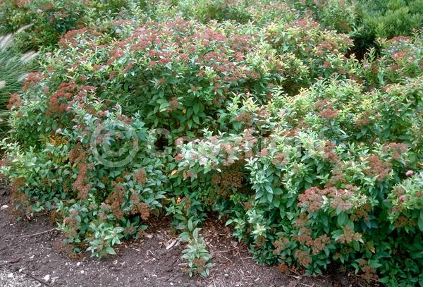 Pink blooms; Deciduous; Broadleaf