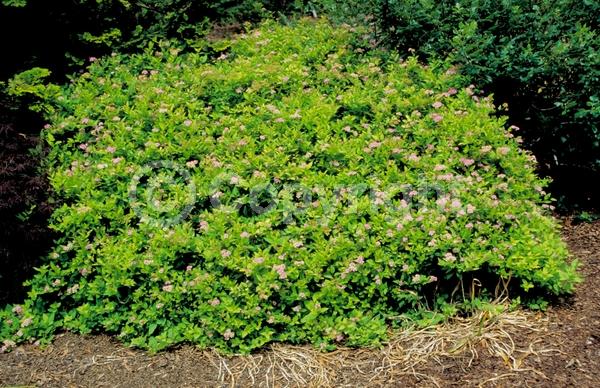 Pink blooms; Deciduous; Broadleaf