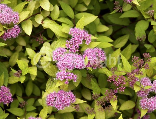 Pink blooms; Deciduous; Broadleaf