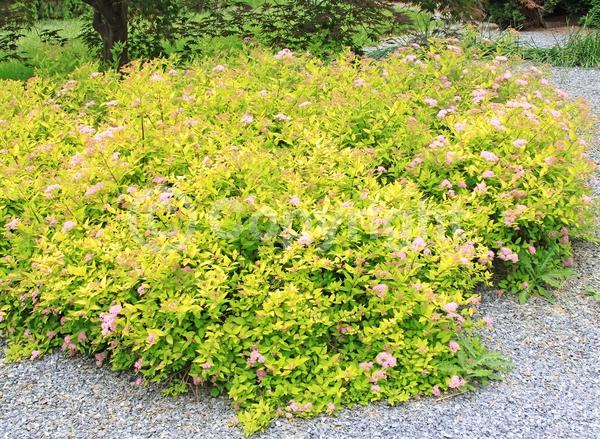 Pink blooms; Deciduous; Broadleaf