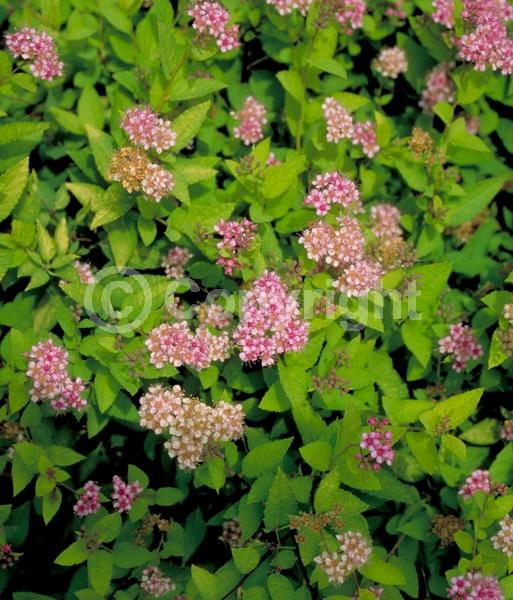 Pink blooms; Deciduous; Broadleaf