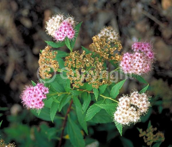 Pink blooms; Deciduous