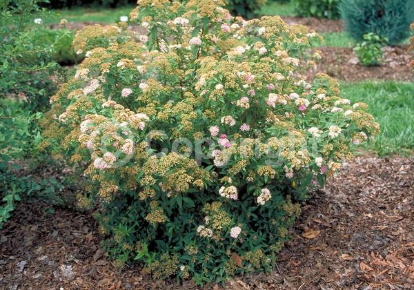 Pink blooms; Deciduous