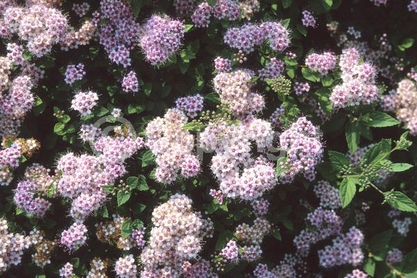 Pink blooms; Deciduous