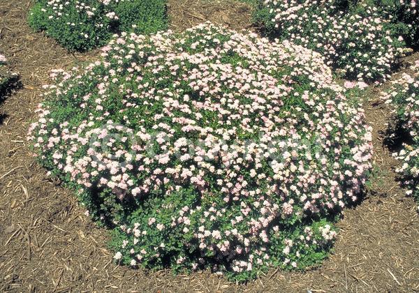 Pink blooms; Deciduous