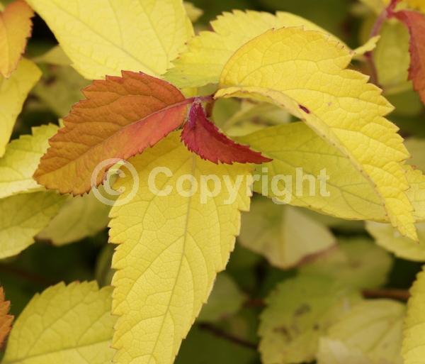 Purple blooms; Deciduous