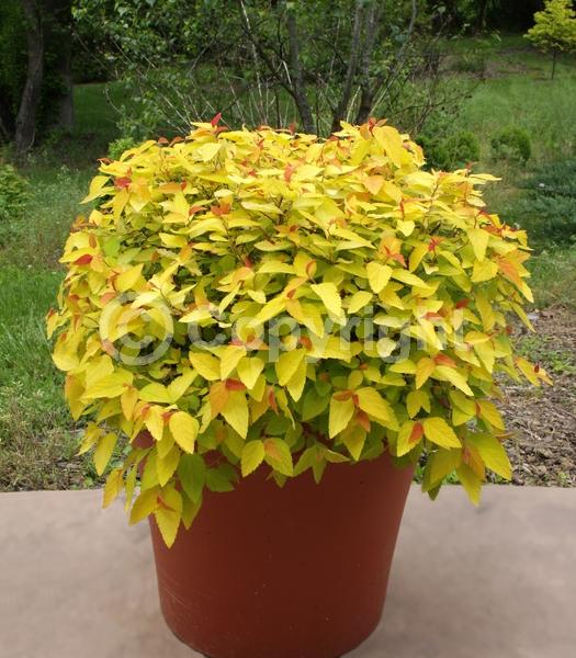 Purple blooms; Deciduous