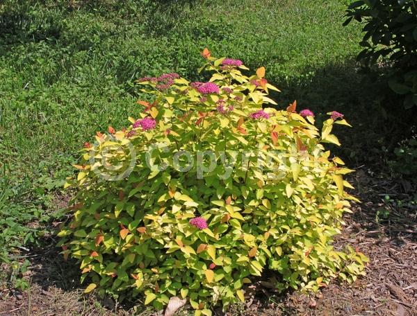 Purple blooms; Deciduous