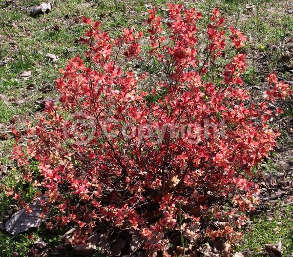 Purple blooms; Deciduous