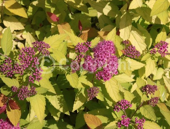 Purple blooms; Deciduous