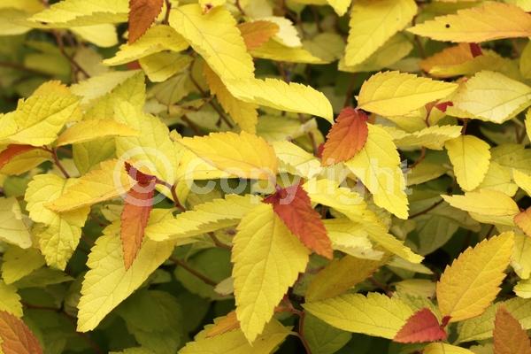 Purple blooms; Deciduous