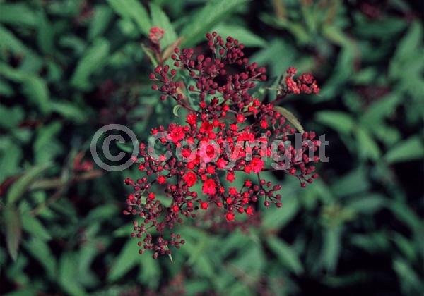 Red blooms; Pink blooms; Deciduous