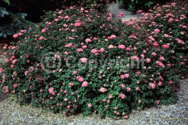 Pink blooms; Deciduous