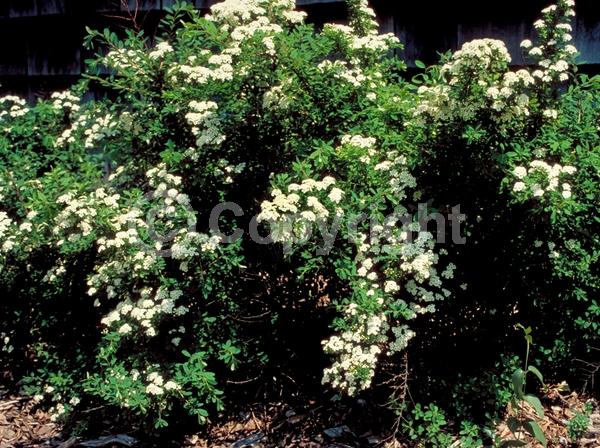 White blooms; Deciduous; Broadleaf