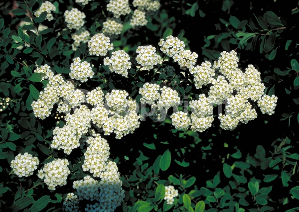 White blooms; Deciduous; Broadleaf
