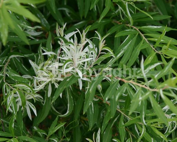 White blooms; Deciduous